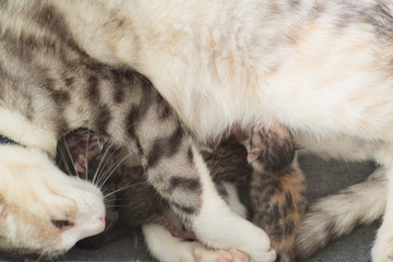 Fototapeta na wymiar cat breastfeeding baby