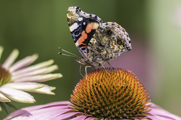 Red Admiral butterfly in profile on Echinacea flower