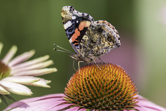 Red Admiral butterfly in profile on Echinacea flower