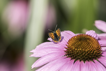 Small copper butterfly on an Echinacea flower