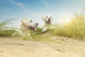 zwei kleine süße labrador hunde / welpen in dünen am strand einer insel im urlaub