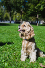 American cocker spaniel on green lawn