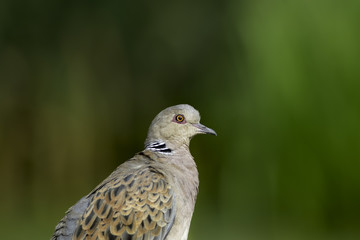 European turtle dove (Streptopelia turtur) with copy space