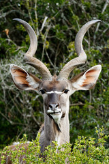 Grinding Your Teeth - Greater Kudu - Tragelaphus strepsiceros