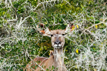 Hiding From The Cameras - Greater Kudu - Tragelaphus strepsicero