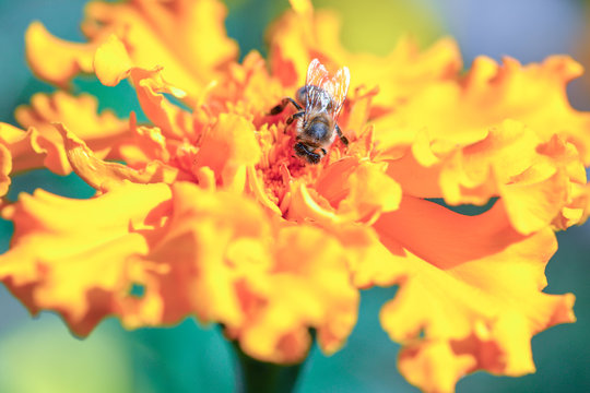  Bee and Marigold flower isolated on white background/Bee collecting honey and Marigold in the fall. Bee and Marigold flower isolated on white background