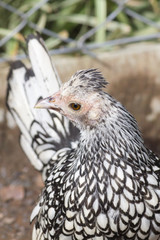 Black and white chicken facing the camera