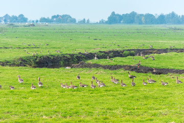 Obraz premium Lots of wild geese searching food on the meadow