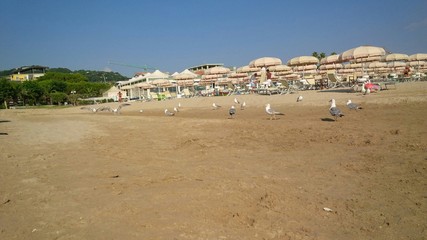 Gabbiani sulla spiaggia