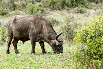 Smelling The Grass - African Buffalo Syncerus caffer