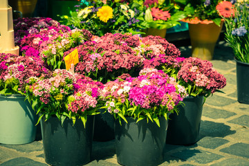 Beautiful carnation flowers at an european market