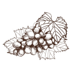Bunch of grapes sketch style vector illustration. Old engraving imitation. Hand drawn  
