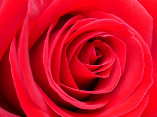 Closeup red rose flower 1