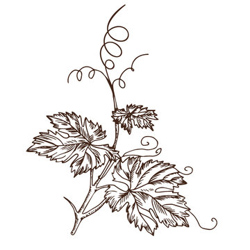 Grape leaves in the style of a sketch