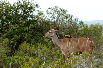 Naklejka na ściany i meble Staring Into The Future - Greater Kudu - Tragelaphus strepsicero