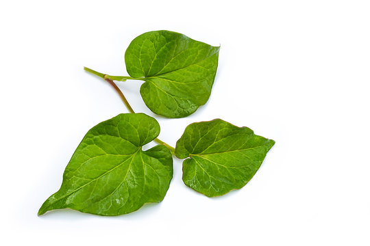 Plu Kaow or Kaow Thong (thai name) (Houttuynia cordata Thumb.)