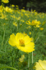 cosmos コスモス