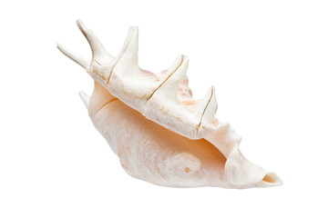 shell isolate on the white background