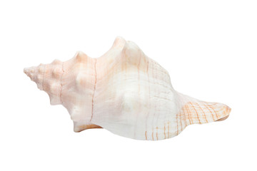 Sea cockleshell isolated on a white background