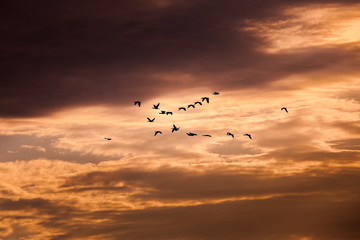 Naklejka na ściany i meble Group of cormorant flying in the sky