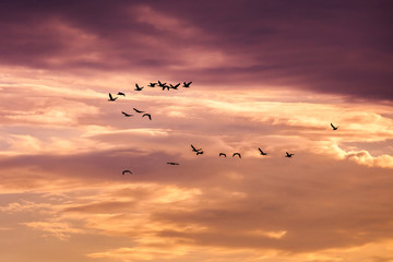 Group of  cormorant flying in the sky