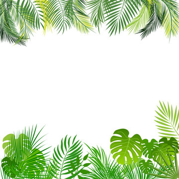 Tropical jungle background with palm tree and leaves.