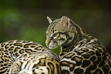 Ocelot, Costa Rica