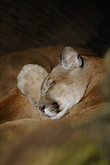 Obraz premium Puma, Kostaryka