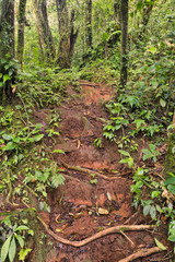 Jungle trail, Costa Rica