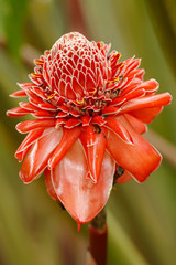 Red Heliconia "Emperors Torch", Costa Rica