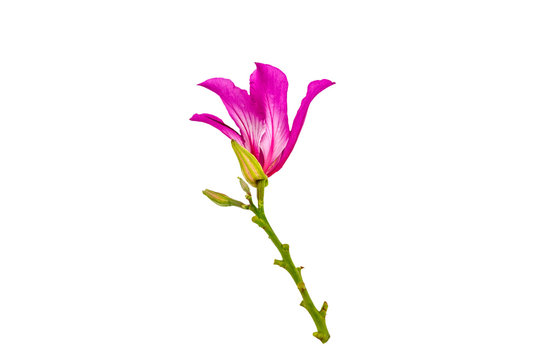 Closed up pink Bauhinia purpurea isolate flower or Butterfly Tree, Orchid Tree, isolated on white background.Saved with clipping path.