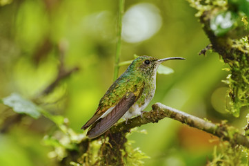 Green-crowned Brilliant Hummingbird, Costa Rica