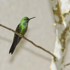 Fototapeta premium Garden Emerald Hummingbird, Costa Rica