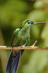 Garden Emerald Hummingbird, Costa Rica