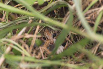 Naklejka na ściany i meble cat hide in the grass