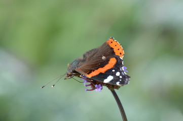 papillon