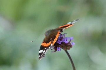 papillon