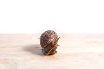 snail on wood