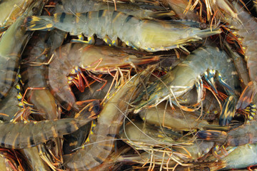 Fresh raw colorful tiger shrimps as background
