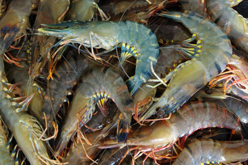 Fresh raw colorful tiger shrimps as background