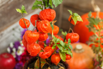 autumn plants