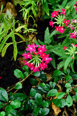 Lantana camara
