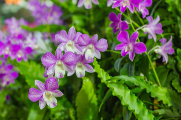 Beautiful Violet Orchid Flowers in the garden