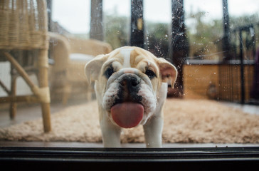 Window cleaning puppy Bulldog