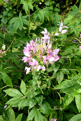 Obraz premium Spider flower