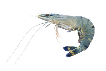 Raw shrimp isolated on white background