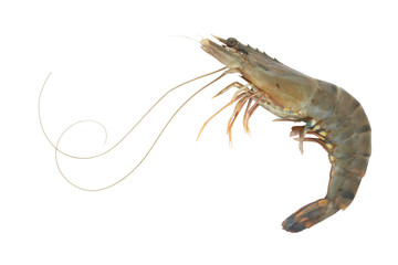 Raw shrimp isolated on white background
