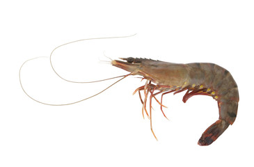 Raw shrimp isolated on white background