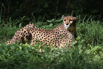 Gepard - Acinonyx jubatus