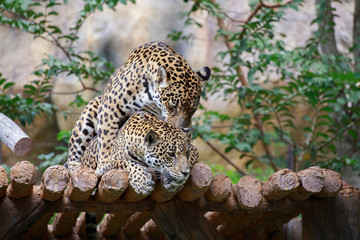 Tigers are breeding.